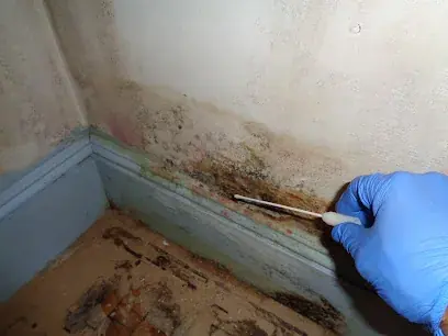 Mold checked in the corner of a Brooklyn room