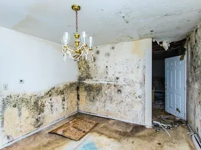 Mold growth in the corner of a Brooklyn room